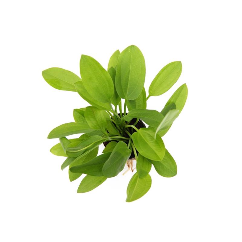 Dennerle Echinodorus cordifolius Mini - imagine 5